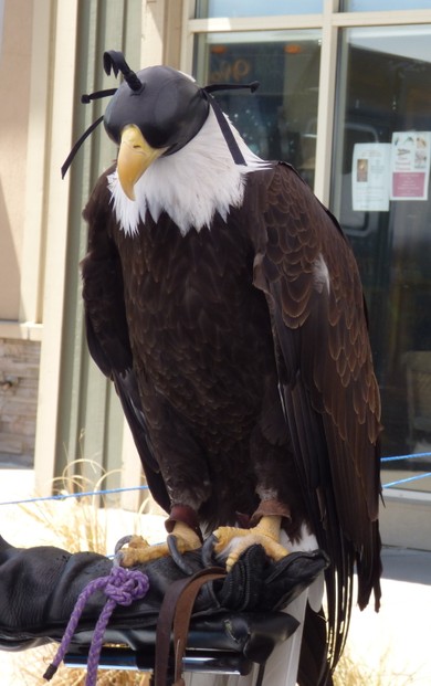American Eagle Hooded