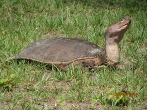 A soft shell female looking for a nesting site. She is minus one foot, probably taken off by a gator.