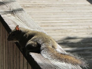 Gray Squirrel enjoying the early morning sun of springtime.