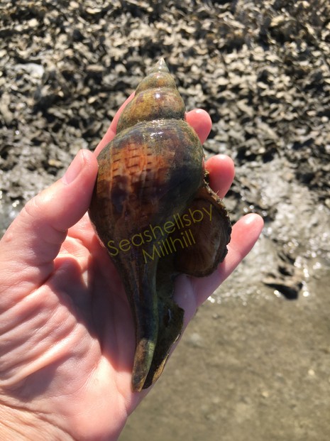 Large "True Tulip" seashell found in the Florida backwaters