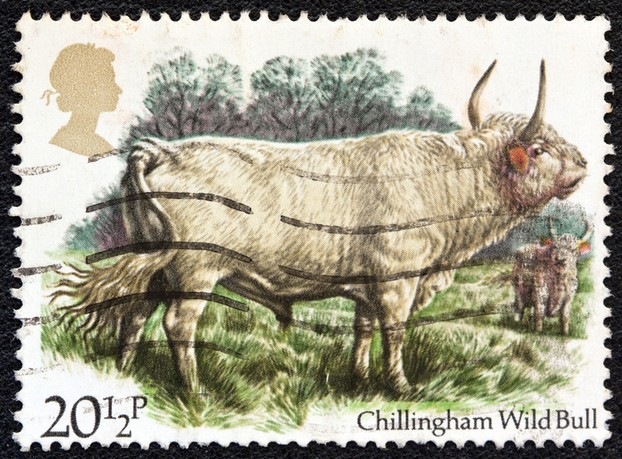 Chillingham Bull