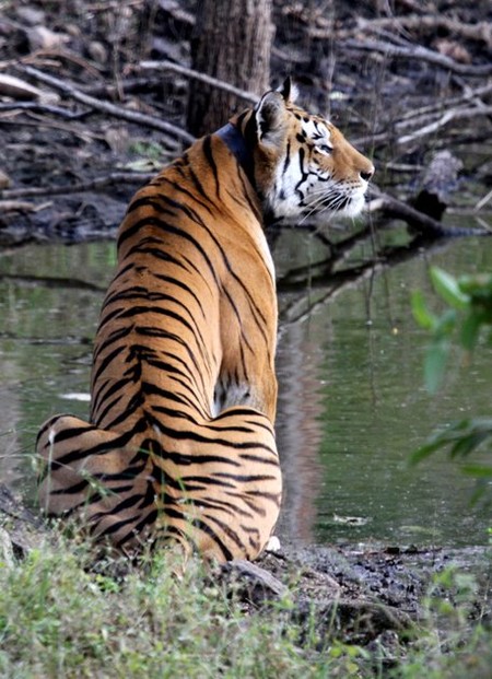 Tigress at Pench