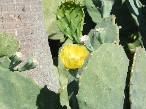 Cactus in Bloom 1