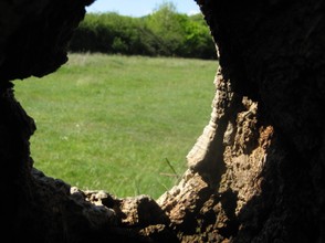 Nature's own window on the world from inside an ancient Oak tree at Newtown