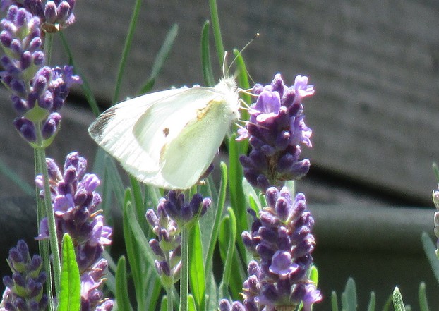 Pollinators Love Lavender