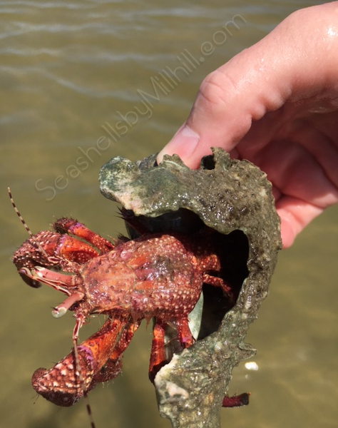 Found an Unusual Red Hermit Crab
