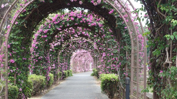 A floral tunnel