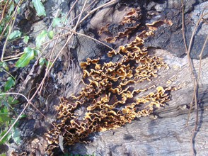 amazing fungus on stumps