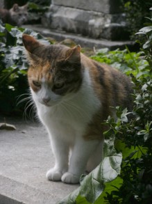 One of the cats in the Protestant Cemetery of Rome