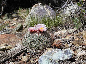 Hedgehog cactus