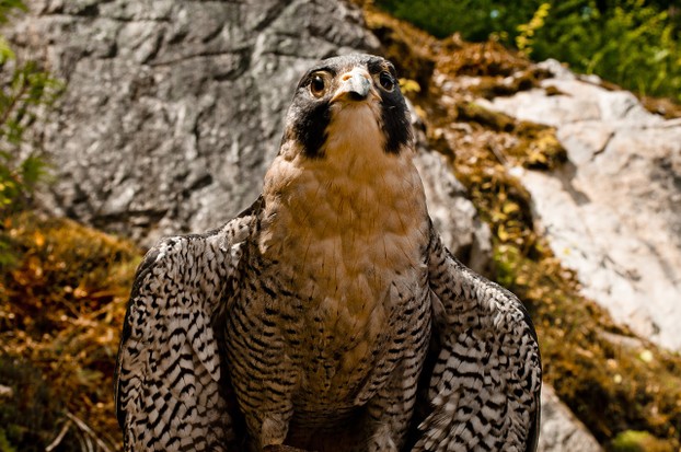 Pergrine Falcon