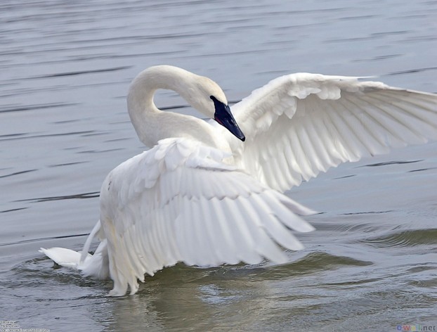 Swans capture the imagination