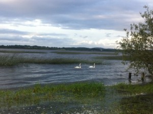Swans on Lough Dervarragh