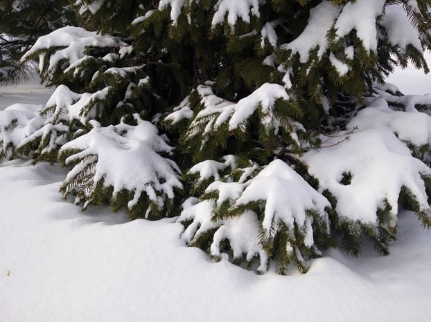 Snow-laden fir tree