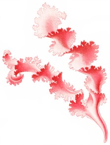 Red algae from Plate 65 "Art Forms in Nature"