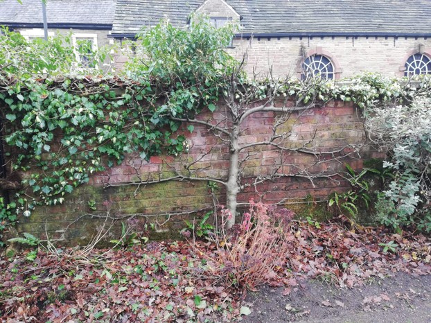 the tree trained against a wall