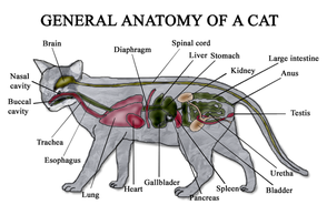 Cat Anatomy Diagram