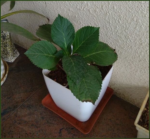 Growing Hydrangea in Pot