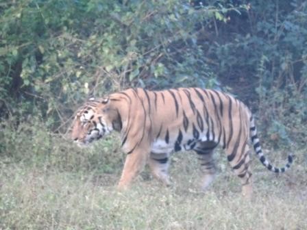 Bengal Tiger Bandhavgarh
