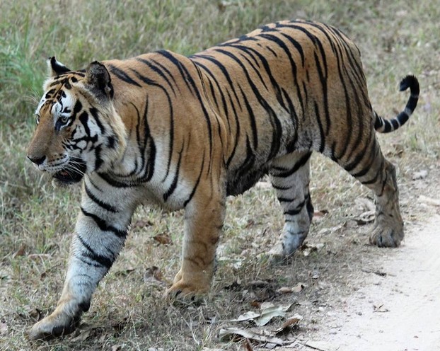 Munna Male Tiger