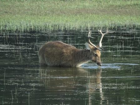Swamp Deer in Lake