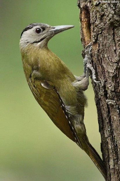 Grey Faced Woodpecker