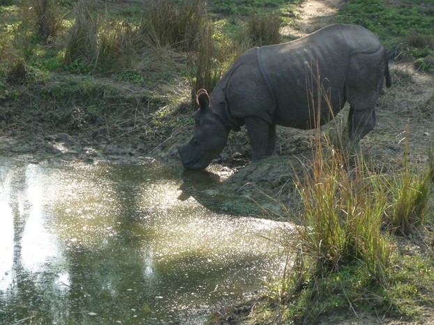 Rhino Image