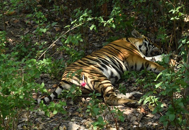 Tranquilized Tiger