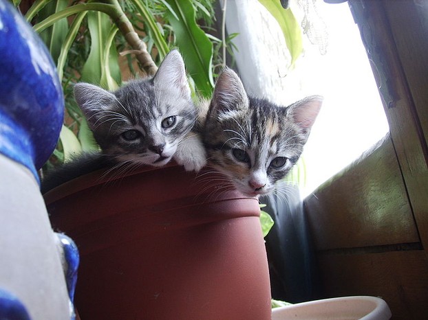 Kittens in a flowerpot