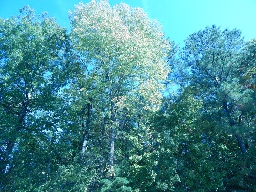 Oak Mountain Trees