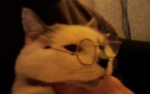Tinsel The Cat Wearing Glasses