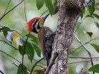Olive-backed Woodpecker
