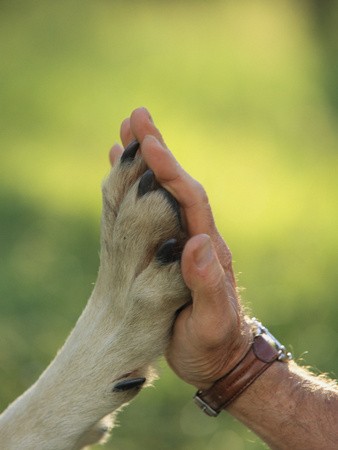 Jim Dutcher Places His Hand to the Paw of a Gray Wolf, Canis Lupus