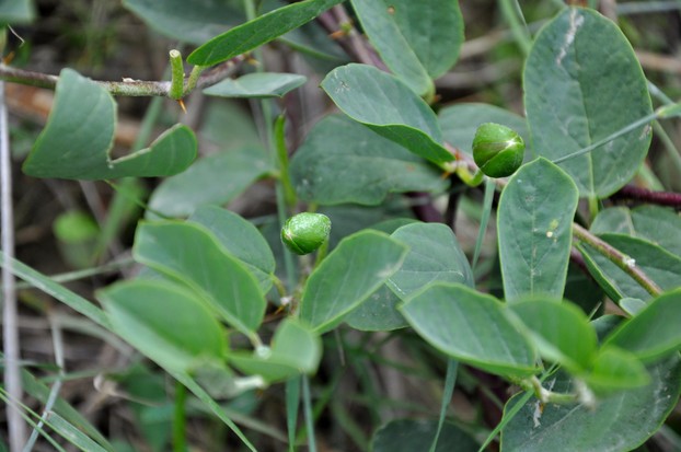 caper bush's (Capparis spinosa) edible flower buds and leaves at Shio-Mgvime Monastery, Republic of Georgia