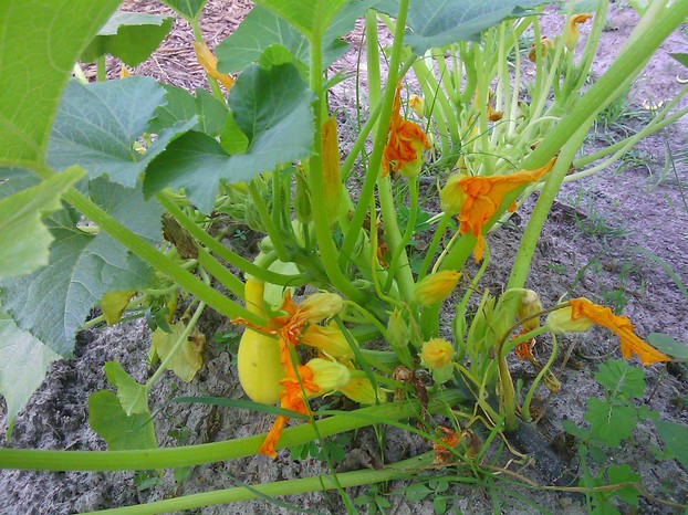 Cucurbita pepo var. torticollia 'Yellow Crookneck Squash', fruit on plant