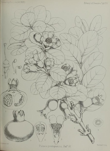 I.B. Balfour, Botany of Socotra (1888), Tab. XXV