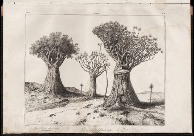 P. Barker Webb and S. Berthelot, Histoire naturelle des Iles Canaries Atlas (1838), Facies Plate 8, page 40