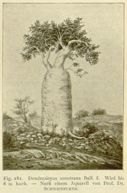 A. Engler, Die Vegetation der Erde, IX, page 207