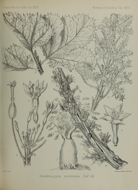Isaac Bayley Balfour, Botany of Socotra (1888), Tab. XXVI