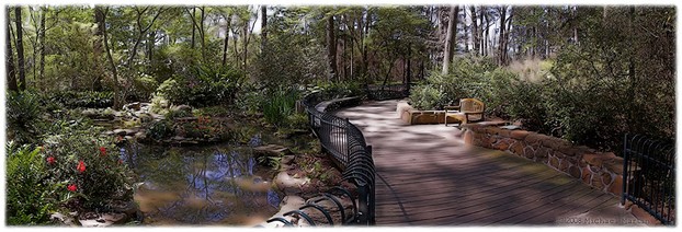 Shade Bog Garden, Mercer Arboretum and Botanic Gardens