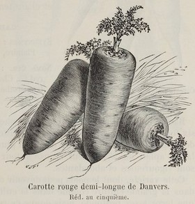 Vilmorin et Andrieux, Les plantes potagères (1891), p. 75