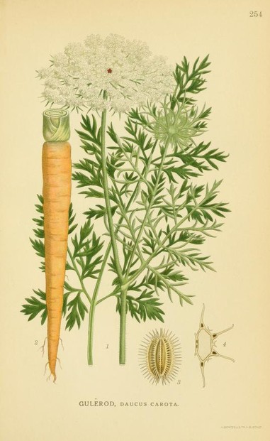 (1) Umbel, leaves (2) root (3) spiny fruit (4) seed; Billeder af Nordens (1917-1923), Plate 254