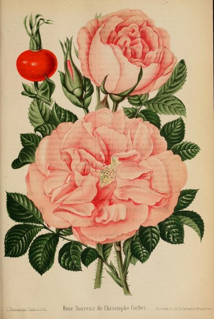 illustration by  Louise-Cécile Descamps-Sabouret (1855-?)