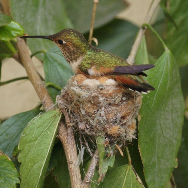 female Allen's hummingbird nesting in Victoria neighborhood, Riverside, southern California