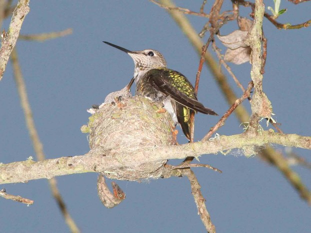 female Anna's hummingbird with young in nest; San Luis Obispo County, Central Coast of California
