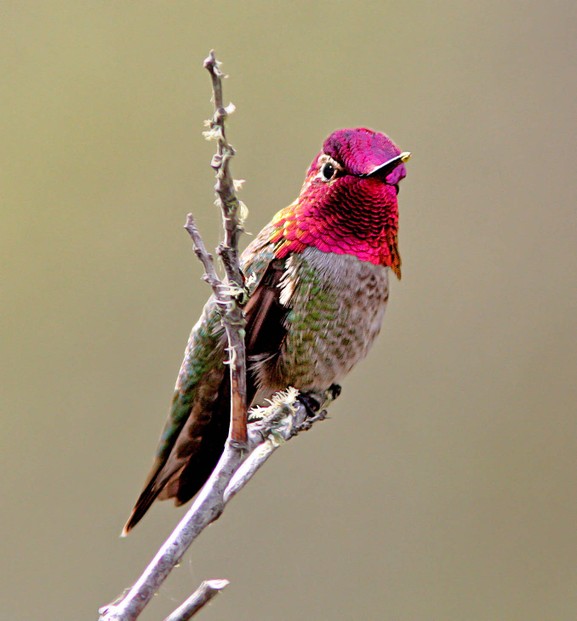 male Anna's hummingbird in California