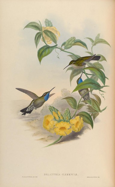 Blue-throated hummingbird under synonym of Delattria clemenciae: John Gould, Monograph, vol. II (1861), Plate 60