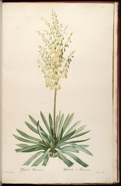 August 1809 drawing of two plants gifted by François Michaux (1770-1855) to Jardin de Trianon