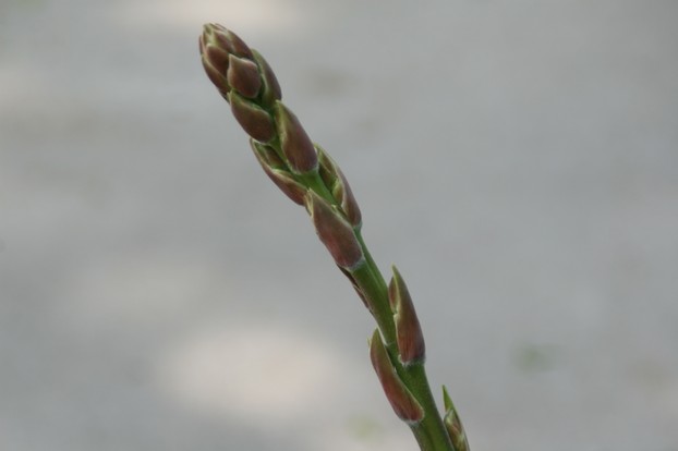 closeup of Yucca filamentosa buds; Brookside Gardens, Wheaton Regional Park, Montgomery County, Capital Region, Maryland