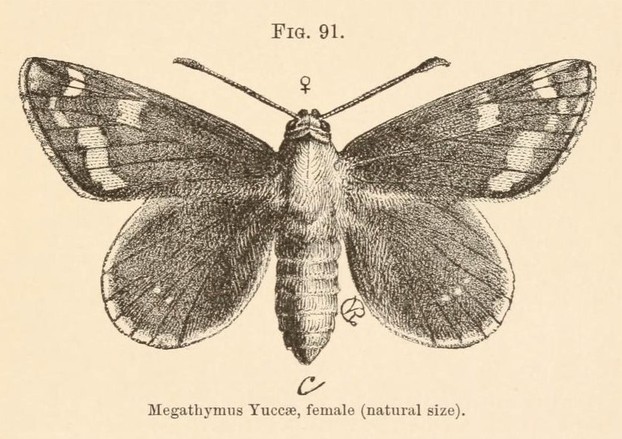 illustration by entomologist-artist Charles Valentine Riley (1843 - 1895)